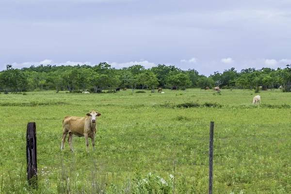 Vaca mirando fijamente —  Fotos de Stock