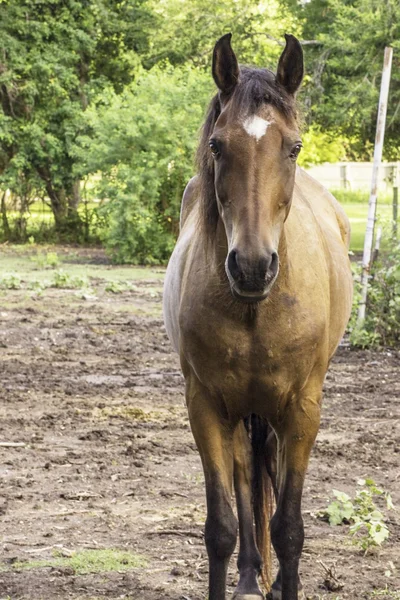 Caballo marrón —  Fotos de Stock