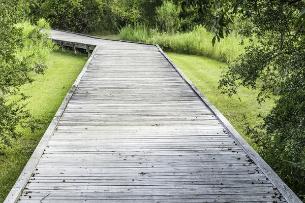 Boark promenad skog 2 — Stockfoto