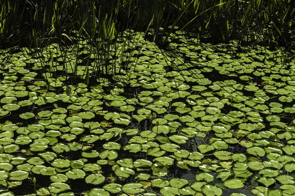 Lily Pads 2 — Stock Photo, Image