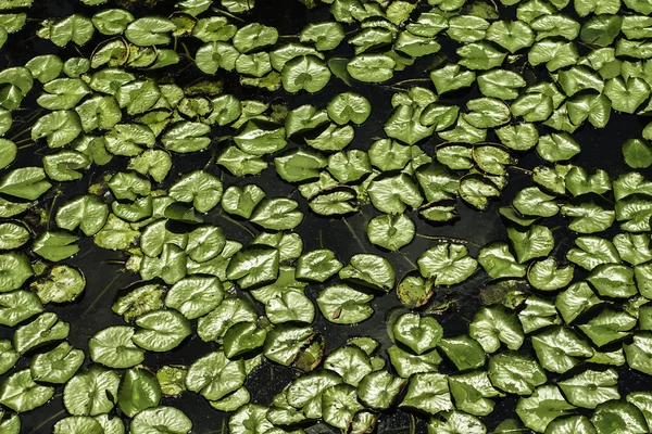 Lily Pads 3 — Stock Photo, Image