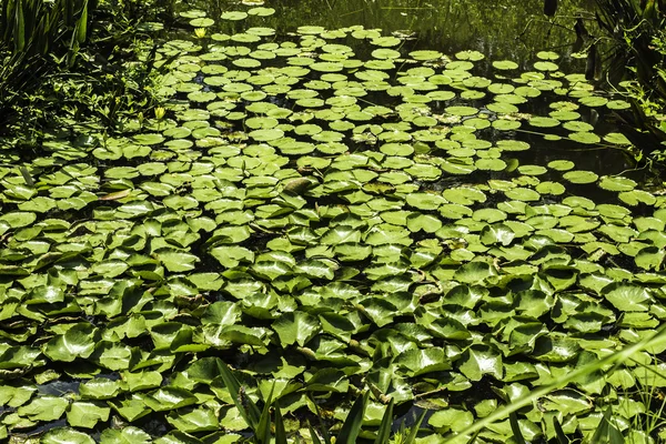 Lily Pads 4 — Stock Photo, Image