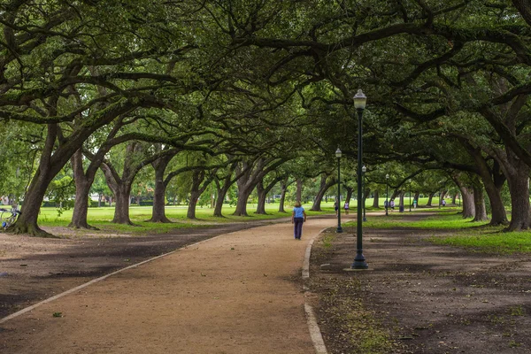 Carvalho Árvores Sombra Walkway — Fotografia de Stock