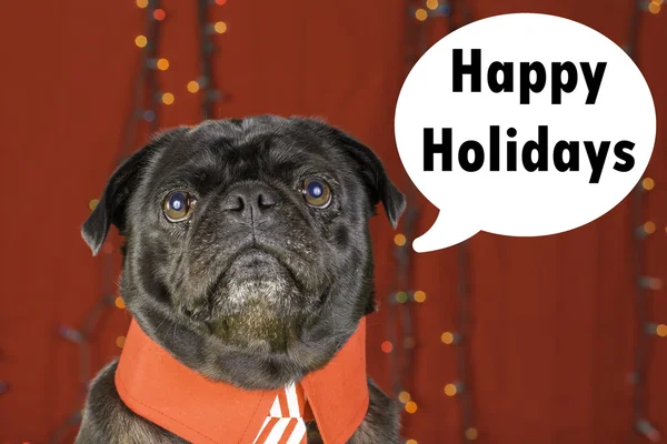 Negro Navidad Pug Holiday Chat Burbuja . — Foto de Stock