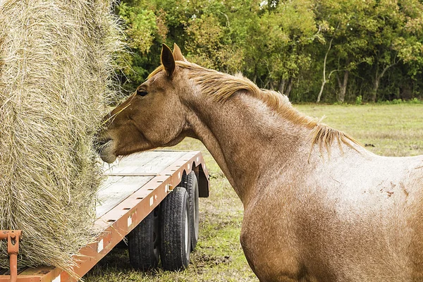 Caballo comiendo heno —  Fotos de Stock