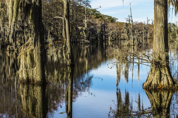 Moeras boom moss — Stockfoto