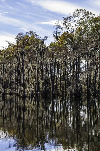 Swamp Tree Moss — Stock Photo, Image