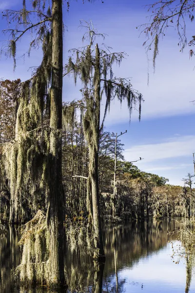 Swamp Tree Moss — Stock Photo, Image