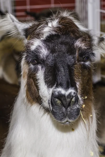 Llama. —  Fotos de Stock