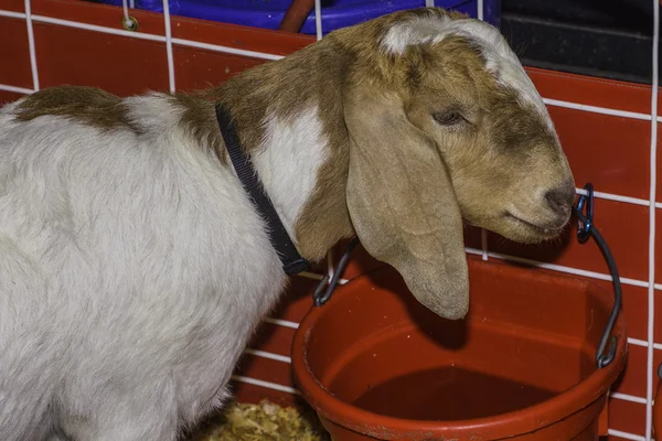 Air minum kambing. — Stok Foto