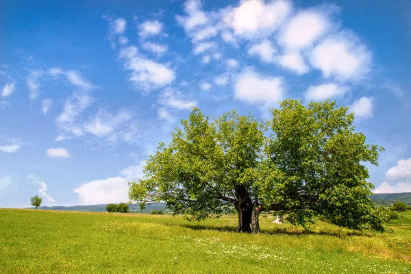 Morera en campo verde — Foto de Stock