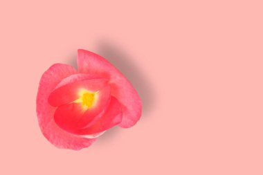 Pembe arka planda izole edilmiş güzel kırmızı çiçek. Metin için kopyalama alanı ekle.