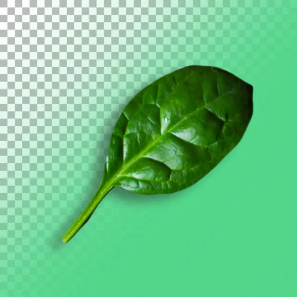 Spinach Leaves Transparent Isolated Background — Stock Photo, Image