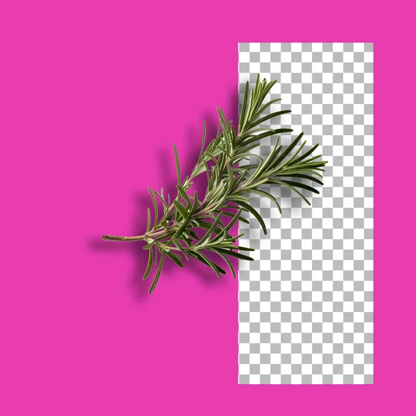 Branch Rosemary Transparent Background — Stock Photo, Image