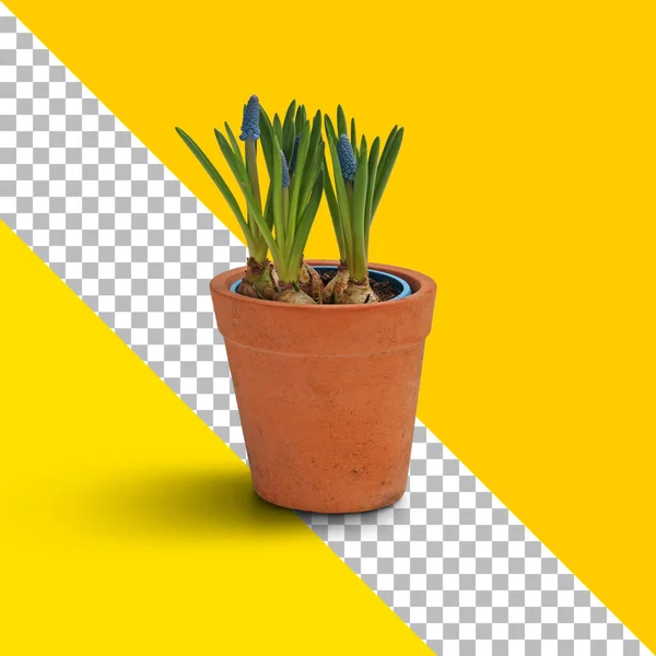 Isolated Fresh Plant Brown Pot — Stock Photo, Image
