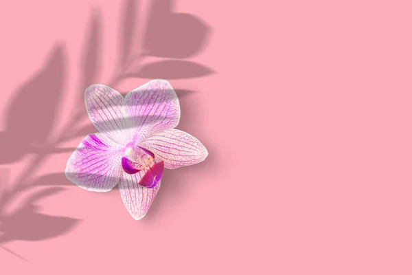 Zbliżenie Różowy Storczyk Kwiat Cymbidium Izolowane Różowy Tło — Zdjęcie stockowe