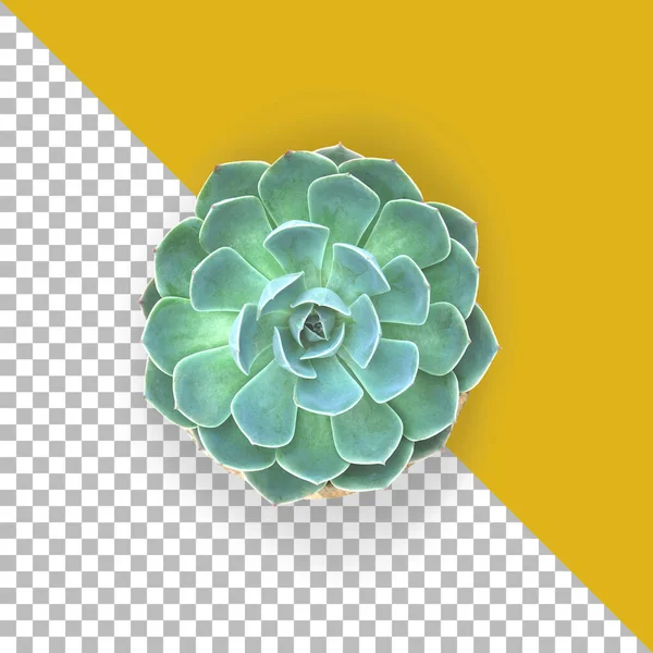 Top View Green Succulent Isolated — Stock Photo, Image