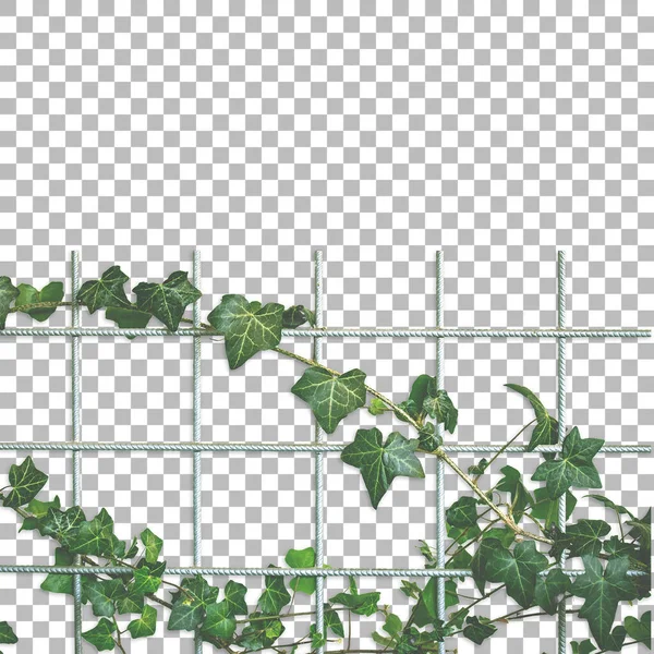 Främre Isolerad Grön Murgröna Rutnät — Stockfoto