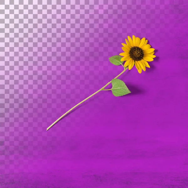 Izolowany Kwiat Słoneczny Przed Przezroczystością — Zdjęcie stockowe