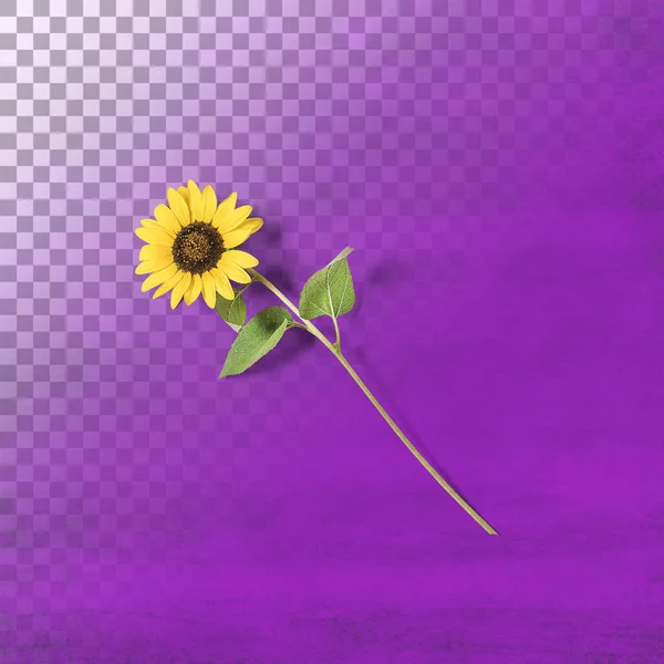 Izolowany Kwiat Słoneczny Przed Przezroczystością — Zdjęcie stockowe
