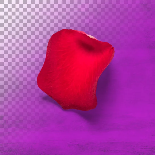 Pétalo Rosa Rojo Aislado —  Fotos de Stock