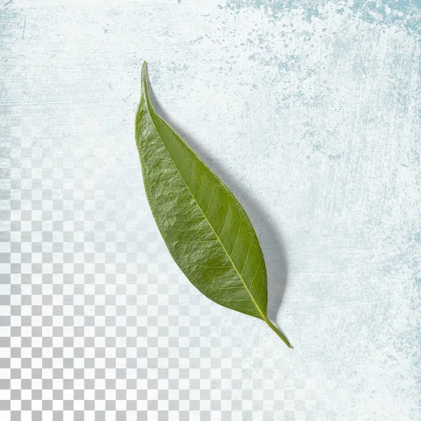 Fresh Green Leaf Isolated Transparent Background — Stock Photo, Image