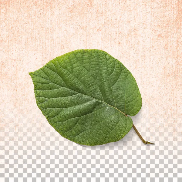 Νωπά Πράσινα Φύλλα Που Απομονώνονται Διαφανές Φόντο — Φωτογραφία Αρχείου