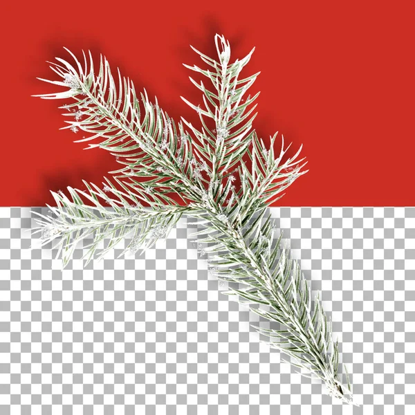 Collection Decorative Christmas Plants Isolated — Stock Photo, Image