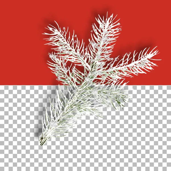 Collection Decorative Christmas Plants Isolated — Stock Photo, Image