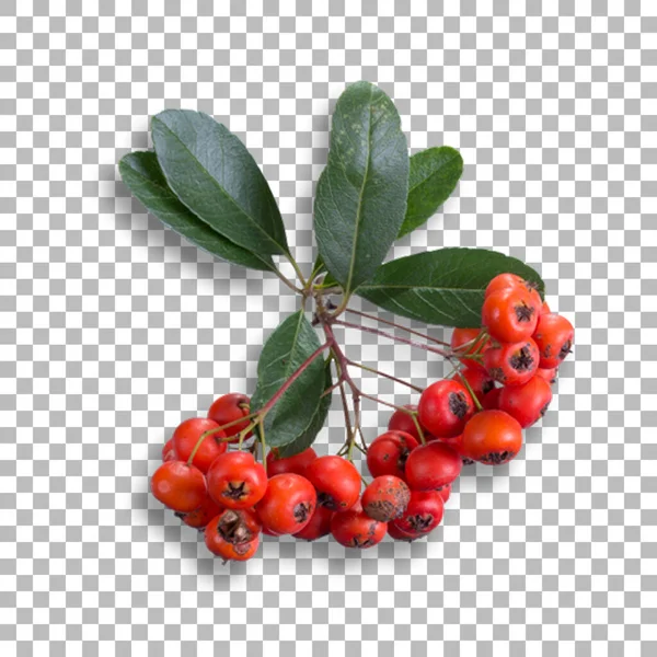 あなたのプロジェクトの装飾デザインのための新鮮な赤い果実の装飾 — ストック写真