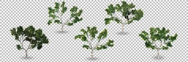 透明背景を持つ3Dレンダリング白樺の木のセット — ストック写真