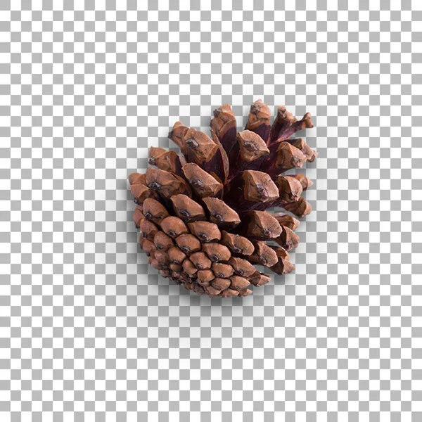 Top View Various Pine Cone Ornament Your Project — Stock Photo, Image