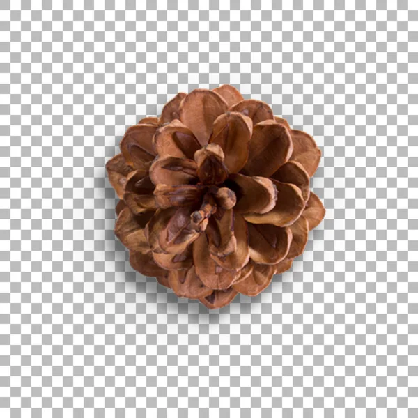 Top View Various Pine Cone Ornament Your Project — Stock Photo, Image