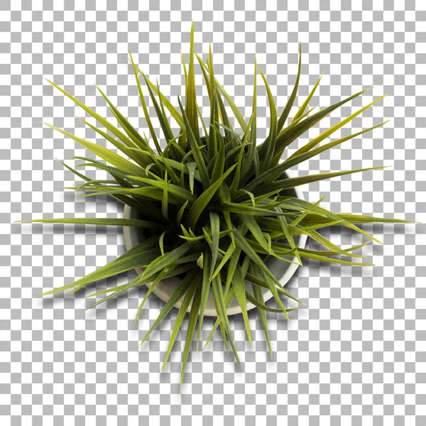 Top View Office Plant Desk Decoration — Stock Photo, Image