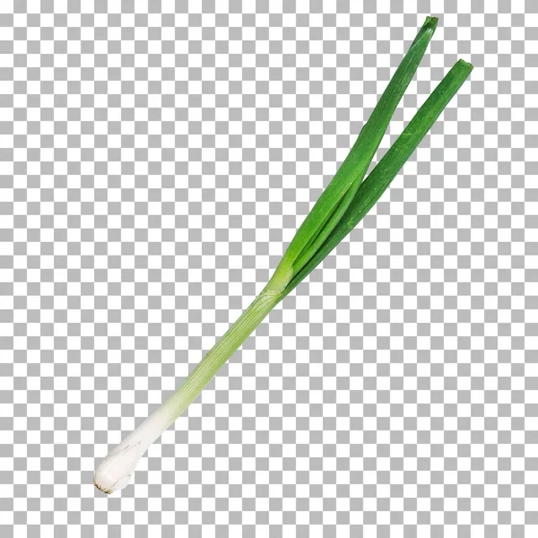 green onion isolated on transparent background.