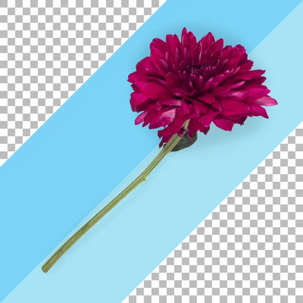 Top up view isolated maroon flower