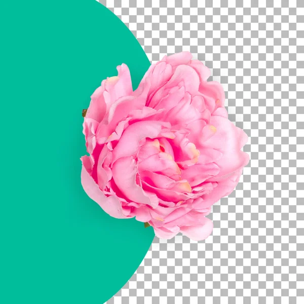 Top View Isolated Pink Rose Flower — Stock Photo, Image