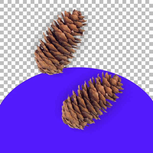 Top View Isolated Two Pine Cones — Stock Photo, Image