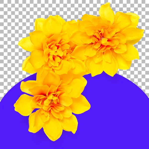 Προβολή Από Πάνω Απομονωμένα Τρία Κίτρινα Λουλούδια — Φωτογραφία Αρχείου