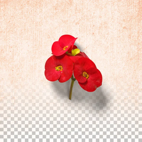 Isolated Red Flowers Transparent Background — Stock Photo, Image