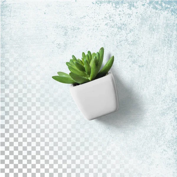 Top up view cactus plant office on white pot isolated