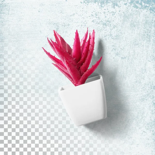 Doładować Widok Kaktusów Biuro Roślin Biały Garnek Izolowane — Zdjęcie stockowe