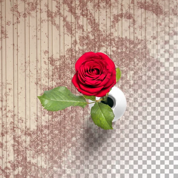 赤いバラの花びらが隔離されたビューを閉じる — ストック写真