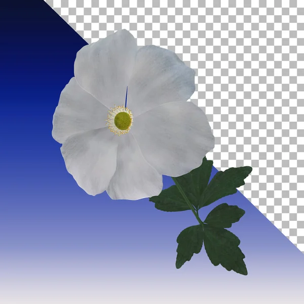 Frische Anemonenblume Rendering Isoliert — Stockfoto