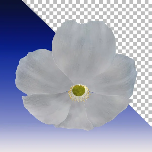 Färsk Anemon Blomma Rendering Isolerad — Stockfoto