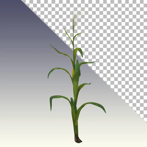 Close View Rendering Corn Field Isolated — Stock Photo, Image