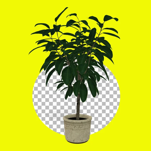 Simply fresh office plant isolated on transparency fit for element design.