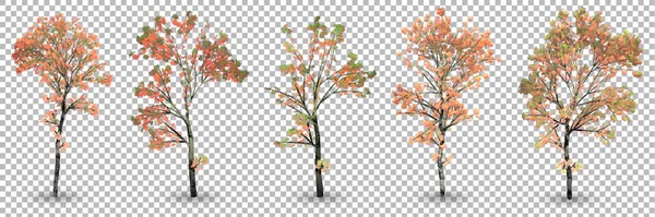 透明感のある背景を持つ3Dレンダリングメイプルツリーのセット — ストック写真