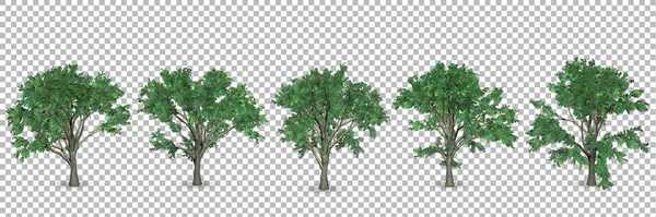 透明背景を持つ3Dレンダリングオークの木のセット — ストック写真