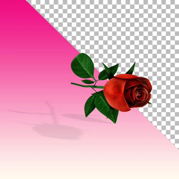 Vista Cerca Renderizar Flor Rosa Roja Aislada —  Fotos de Stock
